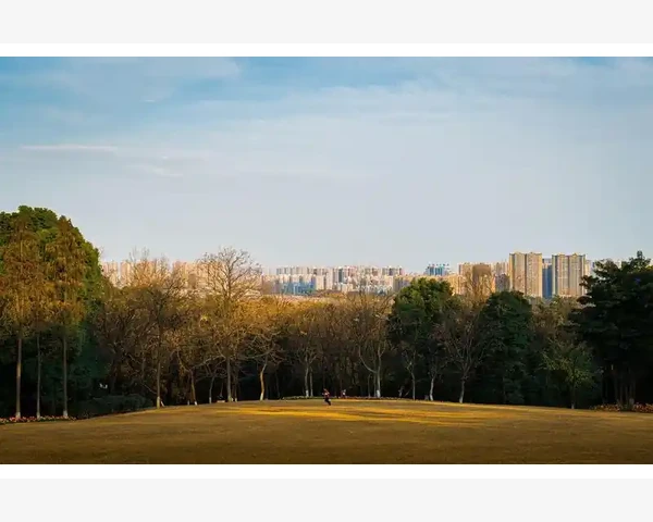 养脾胃的美味选择：煮鸡蛋的健康益处
